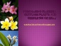 Purchasing Plumeria Cuttings Plants And Seedlings On eBay