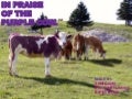Purple cow ppt