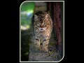 Pussycat