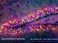 Quantified Curiosity