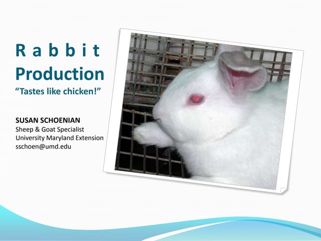 Rabbit production