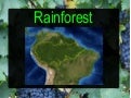 Rainforest por Daniela y Miguel