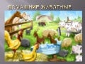 домашние животные