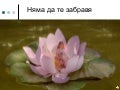 няма да те забравя