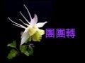 團團轉