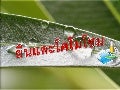 ยีนและโครโมโซม