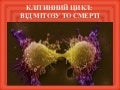 Клітинний цикл, апоптоз, аутофагія