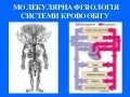 Молекулярна фізіологія серцево-судинної системи
