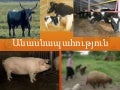 անասնապահության ճյուղերը