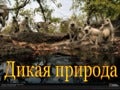 The wild