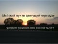 майский жук на цветущей черемухе
