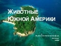 животные южной америки бельтюкова даша