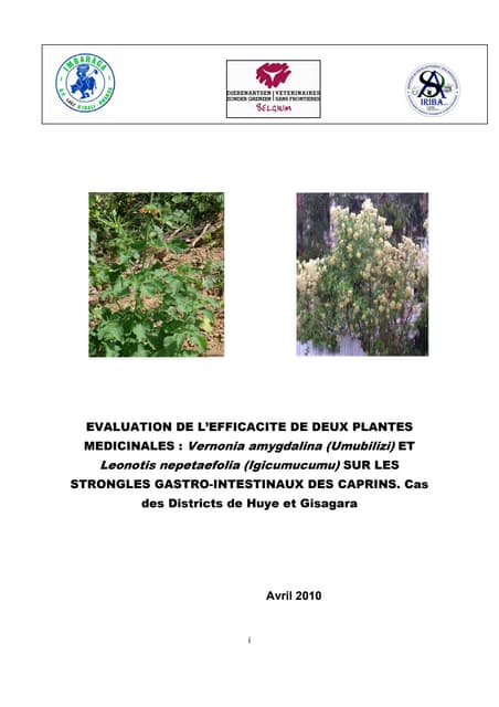 Evaluation de l Efficacite deux Plantes Medicinales: Vernonia Amygdalina (Umubilizi) et Leonotis Nepetaefolia (Igicumucumu) sur Les Strongles Gastro-Intestinaux Des Caprins. Cas des Districts de Huye et Gisagara