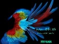 Rare birds collection