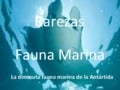 Rarezas fauna