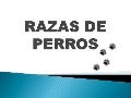 Razas de perros