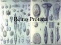 Reino Protista