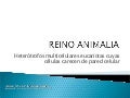 Reino Animalia