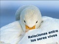 Relaciones entre los seres vivos