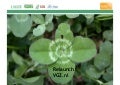 Relaunch VGZ (UVIT)