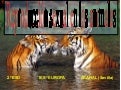 Reproduccion Sexual En Animales