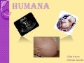 Reprodução humana