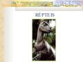 Reptilia