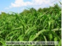 Resilient Farmer Project