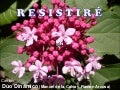 RESISTIRE