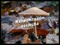 Naturaleza con escarcha