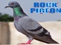  A Thirsty  Rock pigeon