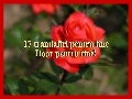 Roses For You