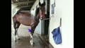 RSPCA - Horse rescue