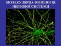 Молекулярна фізіологія нервової системи