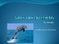 Save the Dolphins!! by Anagha