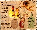 What attract us in the opposite sex