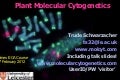 Plant Chromosomes: European Cytogeneticists outline: Trude Schwarzacher and Pat Heslop-Harrison
