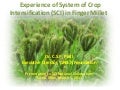 1162 Experience of System of Crop Intensification (SCI) in Finger Millet