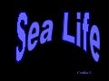 Sea Life