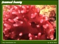 Seaweed beauty