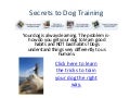 Secrets to dog training