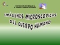 Imágenes microscópicas secundaria 