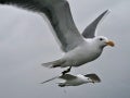 Sea-Birds