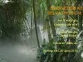 Selva Tropical