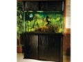 Setup akuarium shah