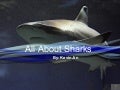 Sharks by Kevin