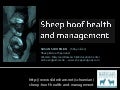 Sheep Hoof Health and Management