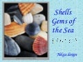 Shells Gems Of The Sea