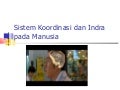 Sistem koordinasi-dan-indra-pada-manusia