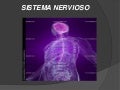 Sistema nervioso